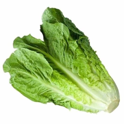  عکس کاهو معمولی
